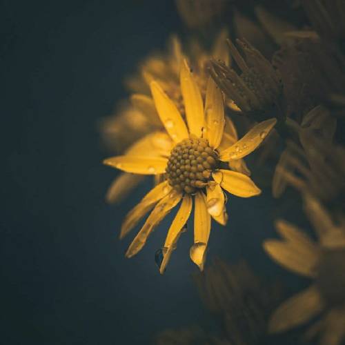 آرش غمخوار برو بذار با این درد خودم بمیرم برو نمیخوام دیگه